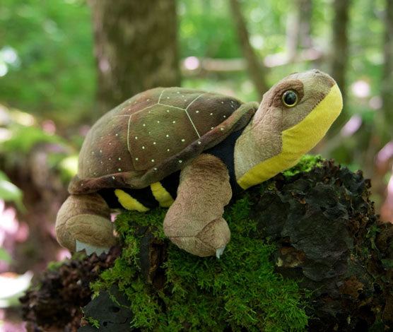 Blake the Blanding's Turtle Plush